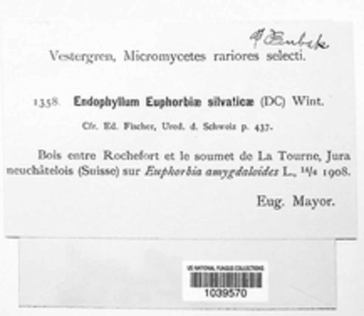 Endophyllum euphorbiae-sylvaticae image